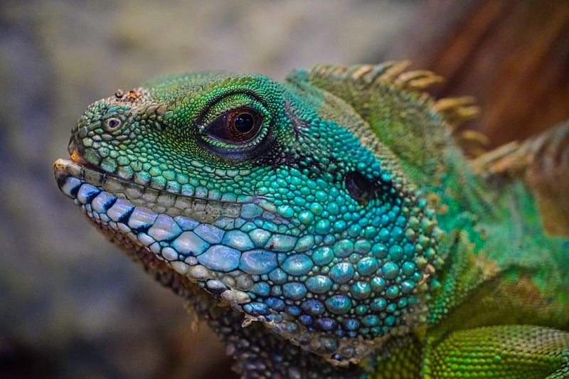 Dragon-Inspired Suit